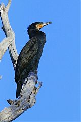 Great Cormorant